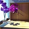 Purple Orchids Near Sunny Windowsill 05