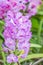 Purple orchids, Rhynchostylis coelestis.