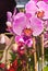 Purple orchids at a tropical farmers market