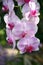 Purple orchids / Tropical orchids / Thai orchids