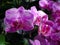 Purple orchids / Tropical orchids / Thai orchids