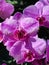 Purple orchids / Tropical orchids / Thai orchids