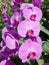 Purple orchids / Tropical orchids / Thai orchids
