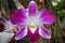 Purple orchids, Violet orchids. Orchid is queen of flowers. Orchid in tropical garden