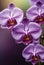 purple orchids with water droplets on them