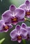 purple orchids with water droplets on them