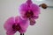 Purple orchids on a white background, close-up