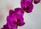 Purple orchids on a white background, close-up