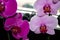 Purple orchids on the windowsill in the room