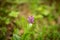 Purple orchis flower in bloom in spring