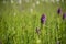 Purple orchis flower in a wild swamp