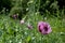 Purple oriental poppies in a meadow of colourful wild flowers, outside Eastcote House Gardens, Eastcote, Hillingdon, UK