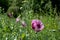 Purple oriental poppies in a meadow of colourful wild flowers, outside Eastcote House Gardens, Eastcote, Hillingdon, UK