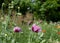 Purple oriental poppies in a meadow of colourful wild flowers, outside Eastcote House Gardens, Eastcote, Hillingdon, UK