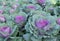 Purple Ornamental Cabbage plants