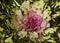 Purple ornamental cauliflower texture