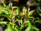 Purple ornamental chilli peppers growing from pots