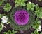 Purple ornamental Kale surrounded by small green plants and white flowers in Dallas, Texas.
