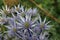 Purple ornamental sea holly flowers in close up