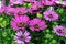 Purple Osteospermum, African Daisy or Cape Daisy