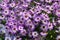 Purple Osteospermum. Bush of African Daisies from the sunflower family Asteraceae
