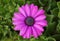 Purple osteospermum daisy flower