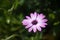 Purple Osteospermum flower