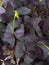 Purple oxalis