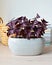 Purple oxalis triangularis house plant in grey ceramic pot, pile of books and wicker basket