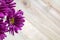 Purple Painted daisy flowers on wooden board room for text copy