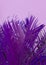 Purple Palm tree leaf.  Minimal floral botanical aesthetic wallpaper. Very peri trends