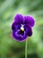 Purple pancy flower.
