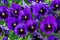 Purple pansies