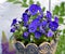 Purple pansies in a ceramic flower pot