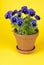 Purple Pansies in a Clay Pot