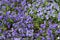 Purple pansies on flowerbed