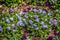 Purple pansies in a flowerbed
