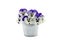 Purple pansies in a zinc bucket