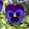 Purple pansy