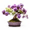 Purple Pansy Bonsai Tree: Japanese Traditional Art Influence