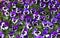 Purple Pansy Flowers