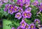 Purple Pansy Flowers