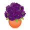 Purple Pansy Flowers in Clay Flowerpot Planter