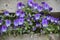 Purple pansy flowers in a hanging basket on a sunny day. Robust and blooming. Garden pansy with white and purple petals. Hybrid