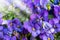 Purple pansy flowers in the sunshine. Macro images of flower faces in the spring. Pansies in the garden