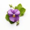 Purple Pansy Leaf: Mote Kei Style Symbolism On White Background