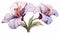 Purple Pansy Lily Clip Art: Enigmatic Tropics In Decadent Illustrations