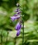 A Purple Paradigm Hosta