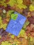 purple parallelogram on the background of autumn maple leaves