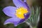 Purple pasque flower